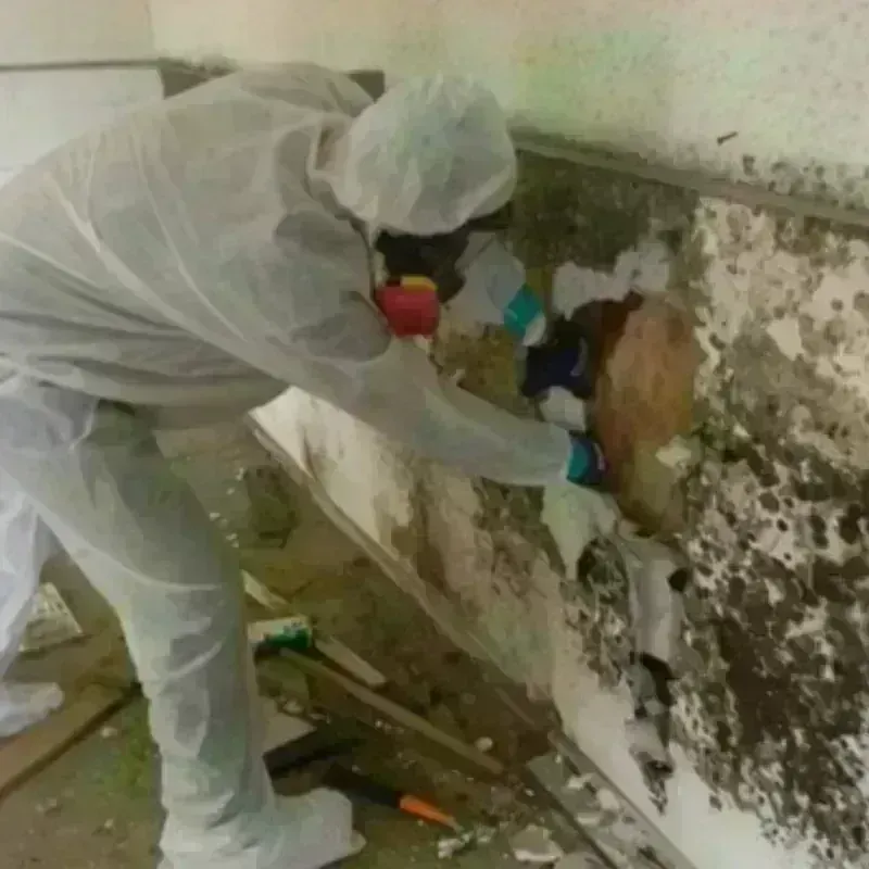 Mold Remediation and Removal in Gladwin, MI